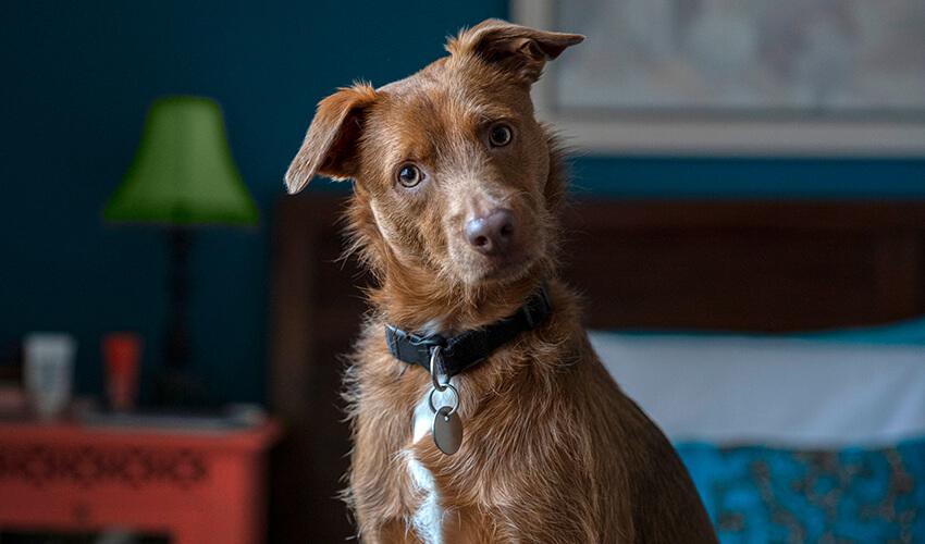 A brown dog sitting on a bed.