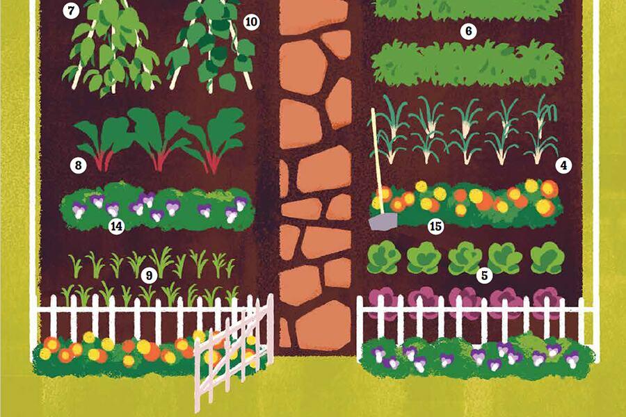 A garden with plants and a fence.
