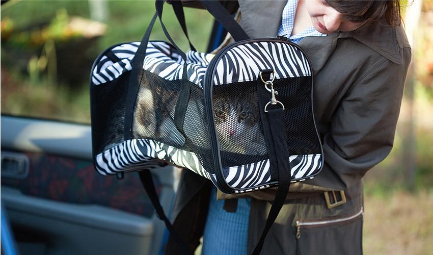 Cat in a carrier being moved to the car by the owner.
