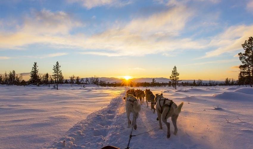 A group of dogs pulling a sled through the snow at sunset.