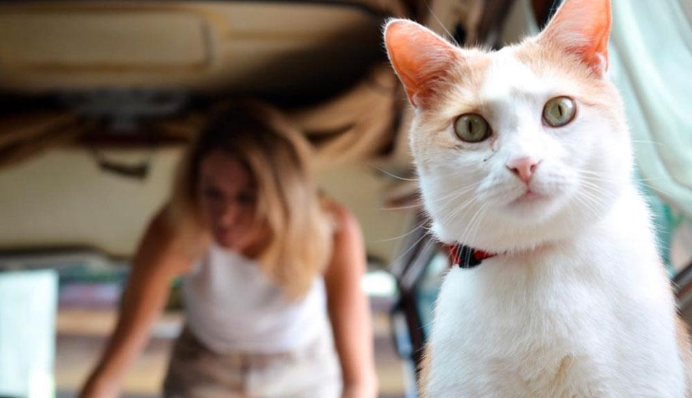 A cat looking out the window of a car.