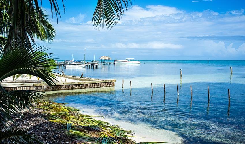 A boat docked in the water near a palm tree.
