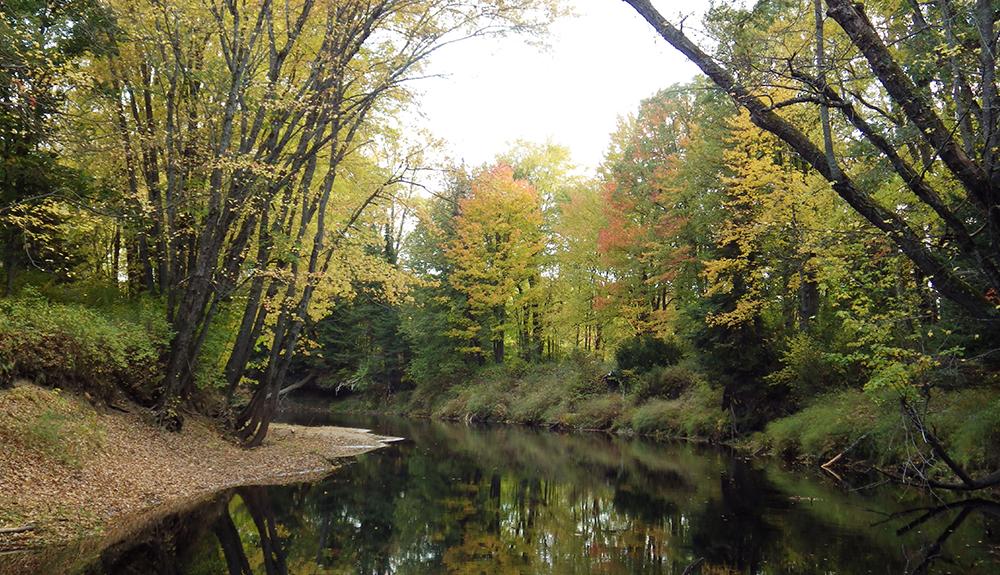 A river in a wooded area.