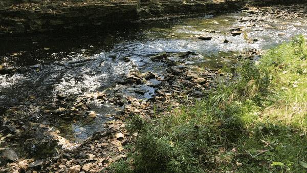 A small stream running through a wooded area.