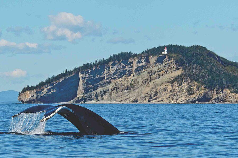 A humpback whale dives out of the water in front of a lighthouse.