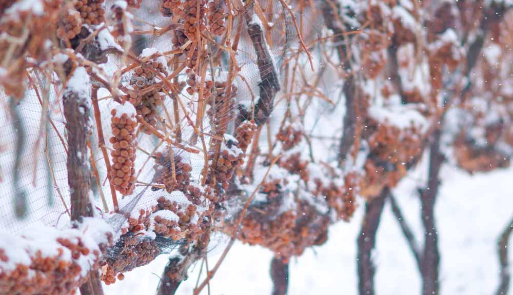Vines covered in snow in a vineyard.
