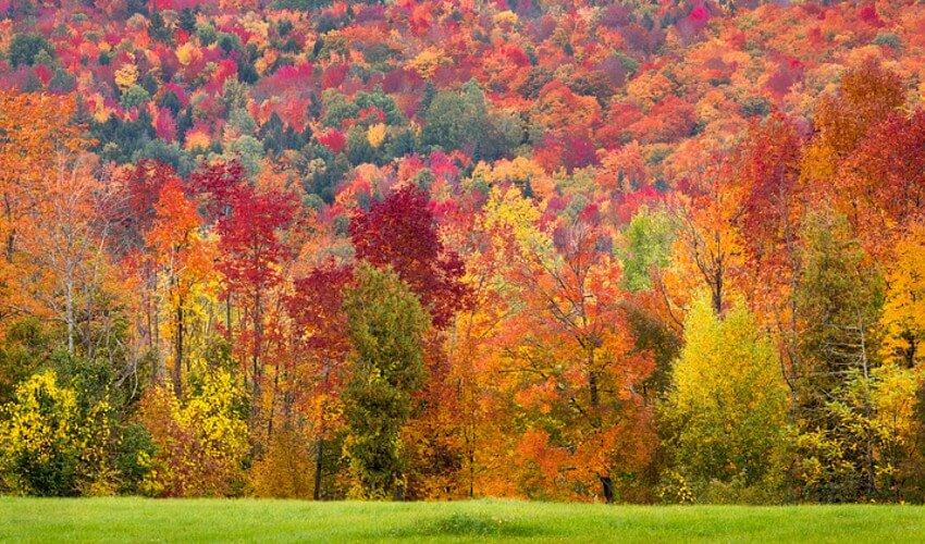A field full of colorful trees in the fall.