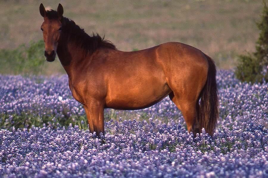 A brown horse standing amidst a field of purple flowers.