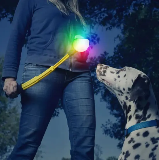 A woman with a dalmatian holding a light up leash.