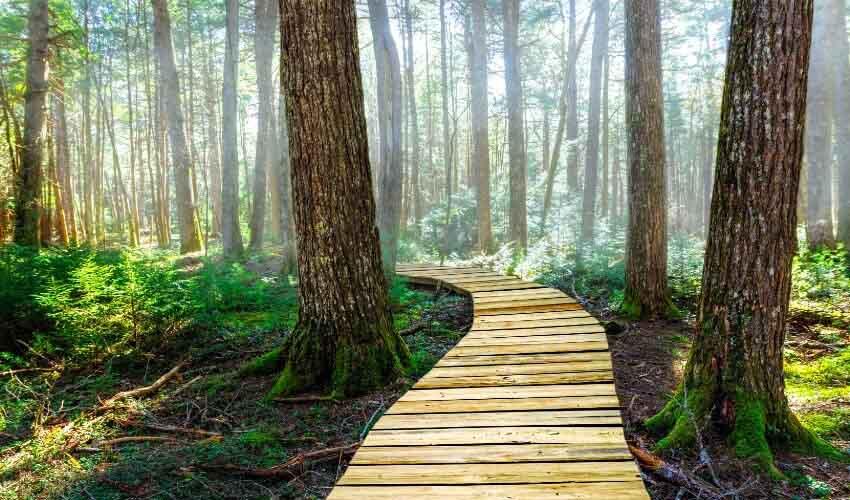 A wooden walkway through a forest.