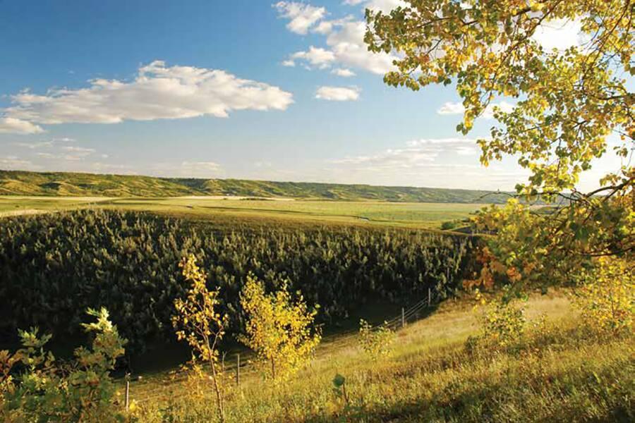 A view of a grassy field with trees in the background.