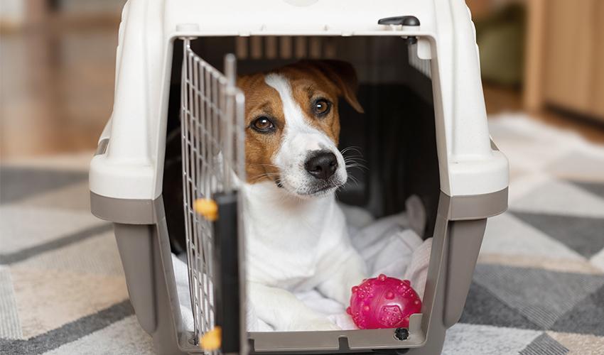 Dog sitting in carriage with a toy.