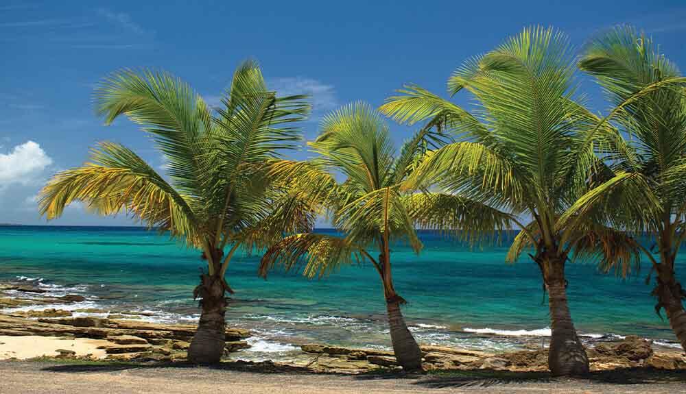 Palm trees on a beach.