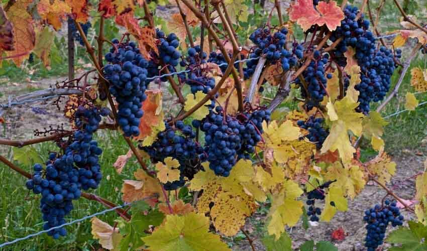 A bunch of black grapes hanging on a vine.