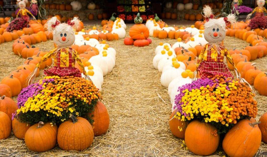 A display of pumpkins and flowers in a field.