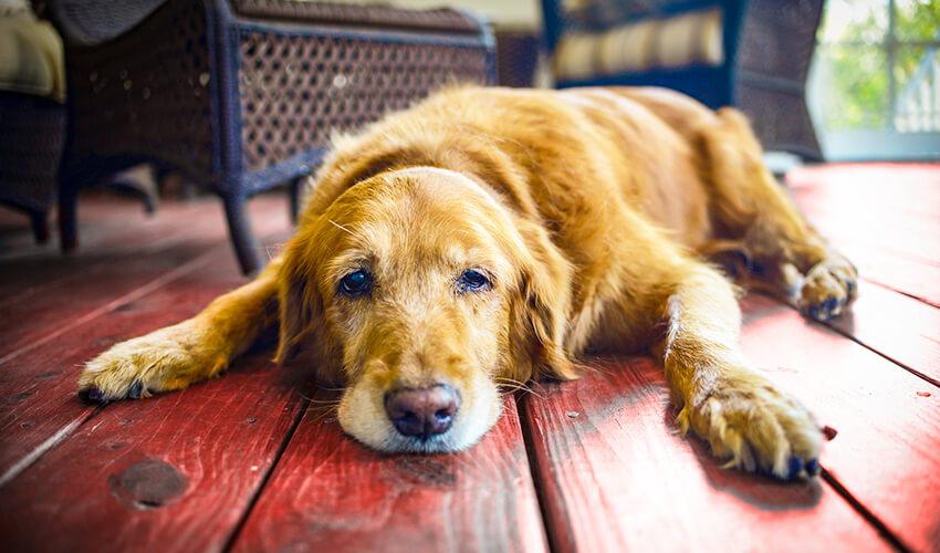 A golden retriever laying on a wooden floor.