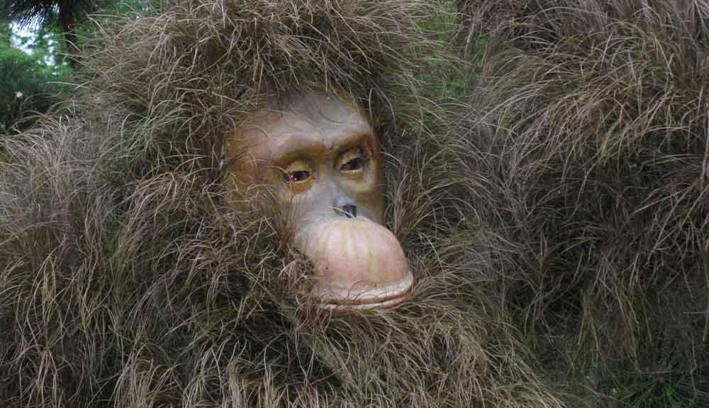 An orangutan with long hair and a beard.