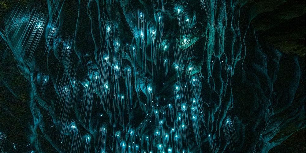 Glow worms illuminating a cave ceiling with their bioluminescent light.