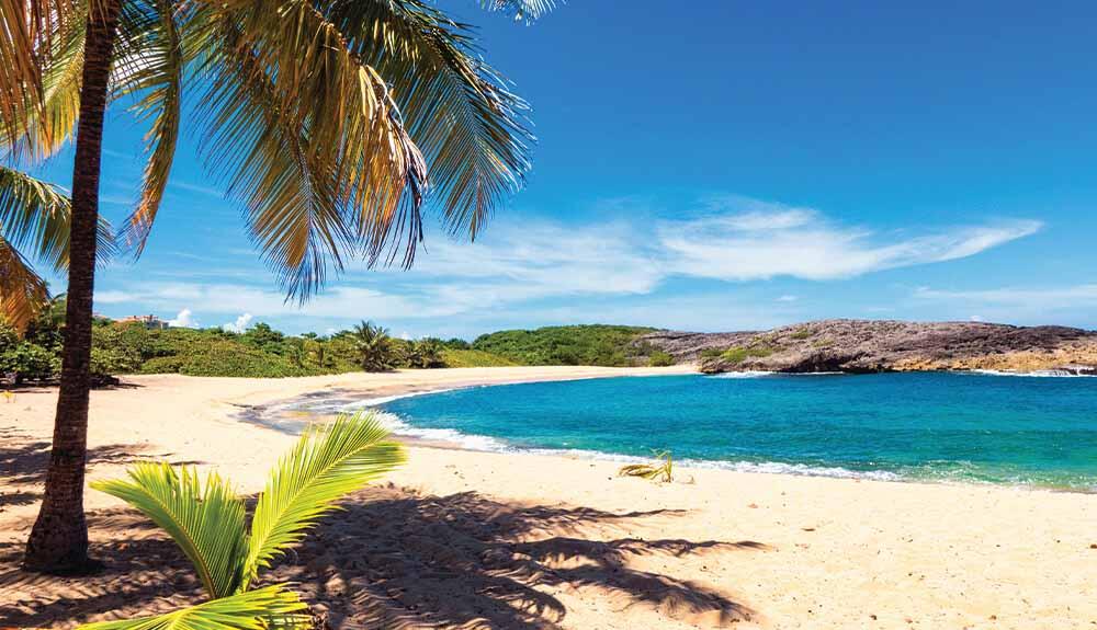 A beach with palm trees and blue water.