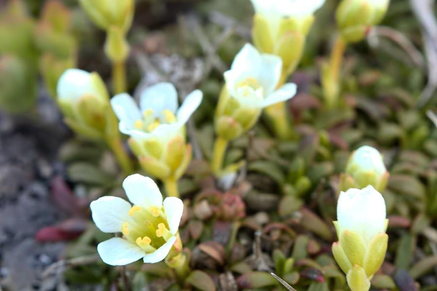 Tiny white flowers blooming among green foliage.