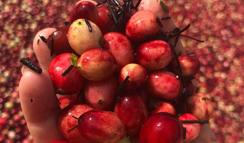 A person is holding a bunch of red cranberries.