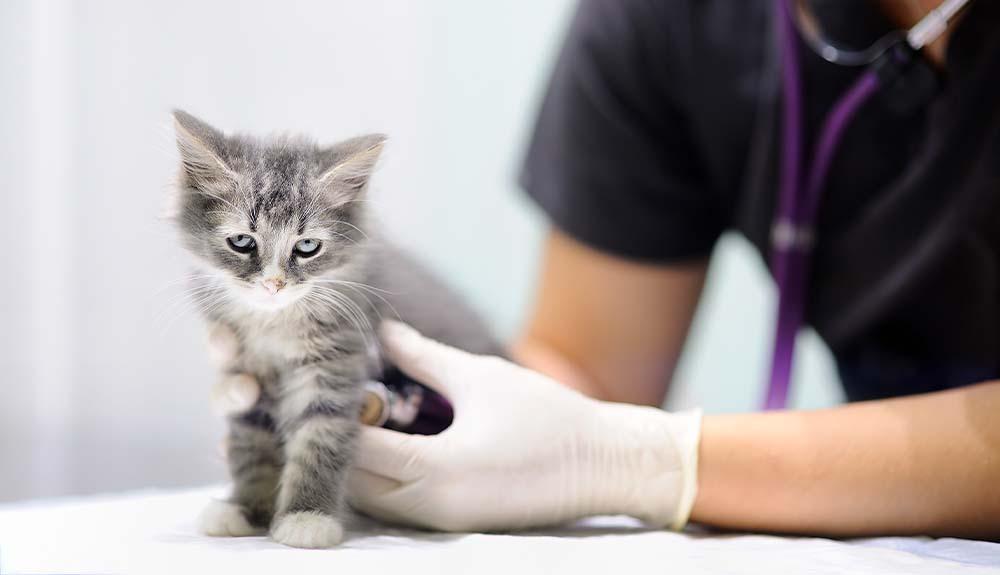 A kitten is being examined by a veterinarian.