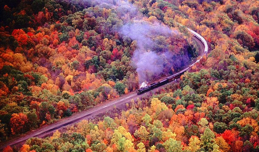 A train traveling through a forest.