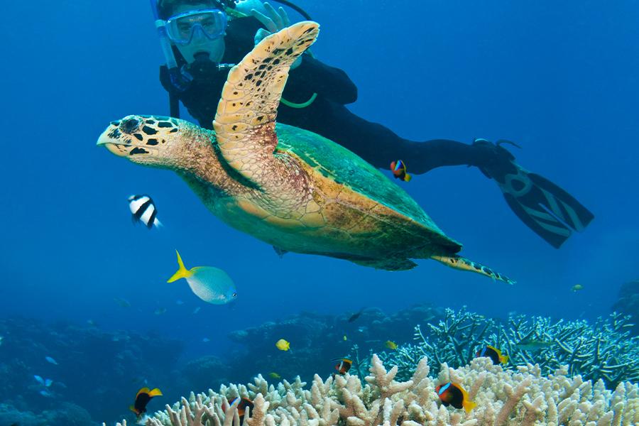 A diver is scuba diving with a turtle.