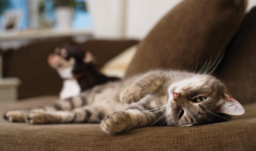 A cat and a dog laying on a couch.