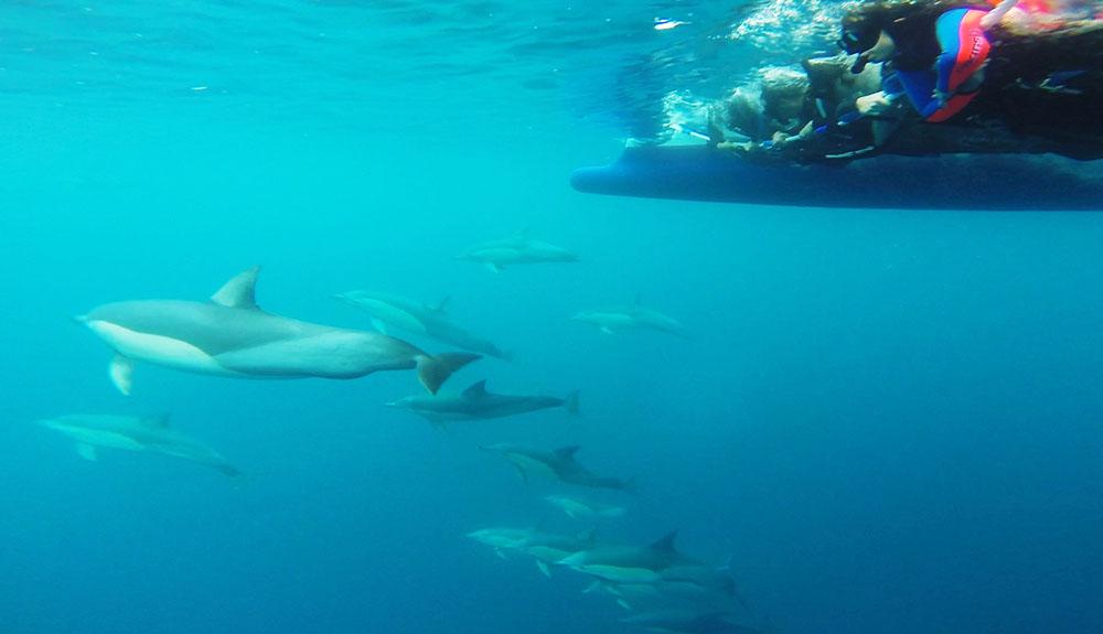 A group of people on a boat with dolphins in the water.