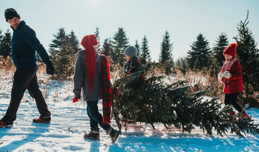 A family is carrying a christmas tree in the snow.