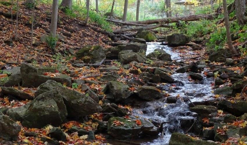 A stream in a wooded area with rocks and leaves.