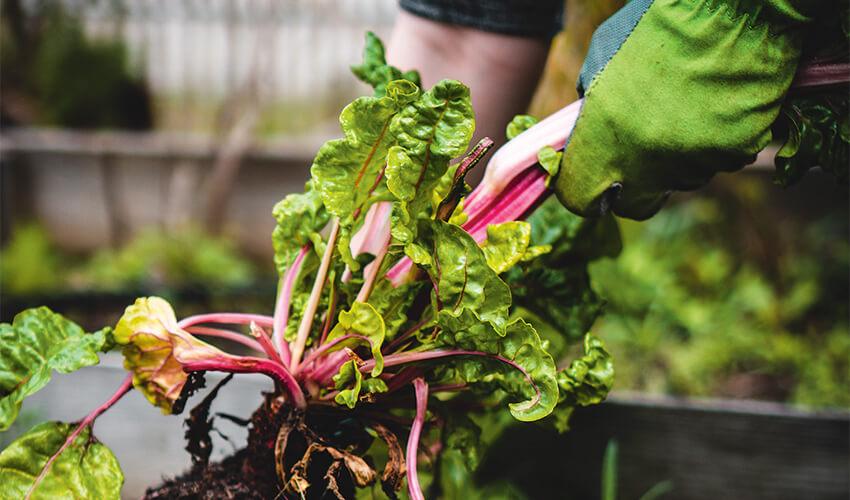 A person in a green glove is pulling a rhubarb plant out of the ground.
