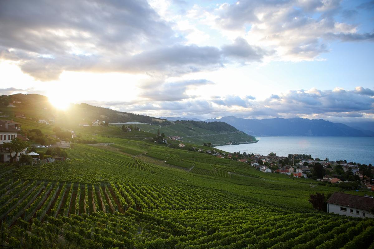 An overhead shot of a large vineyard next to a lake. In the background, the sun is setting.