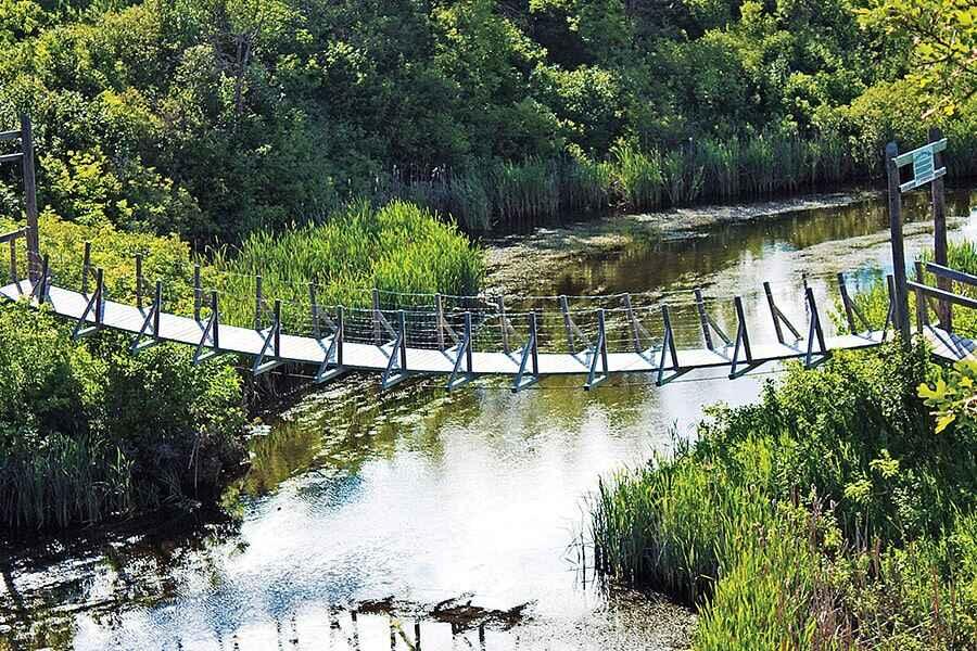 A suspension bridge over a pond with ducks on it.