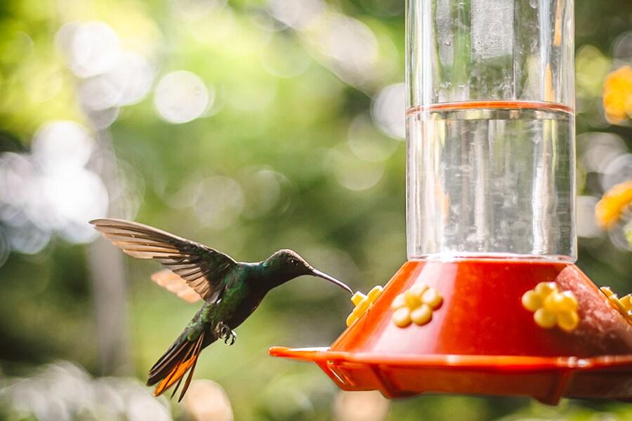 Hummingbird approaching a feeder in a garden setting.