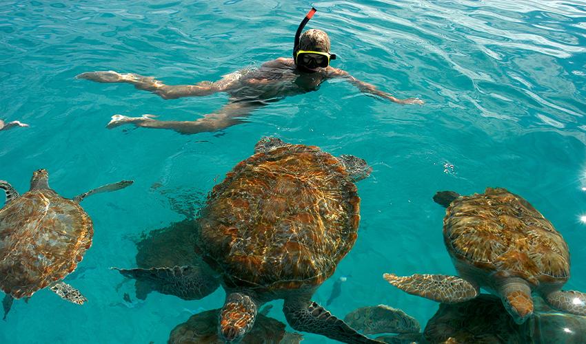 A group of turtles in the water.