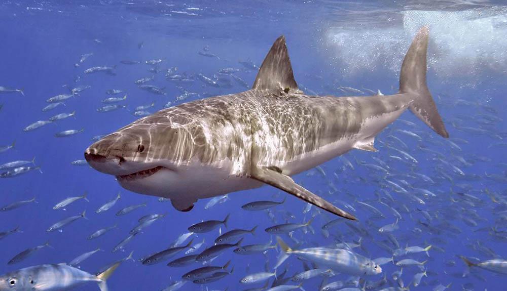 A great white shark swims through a school of fish.
