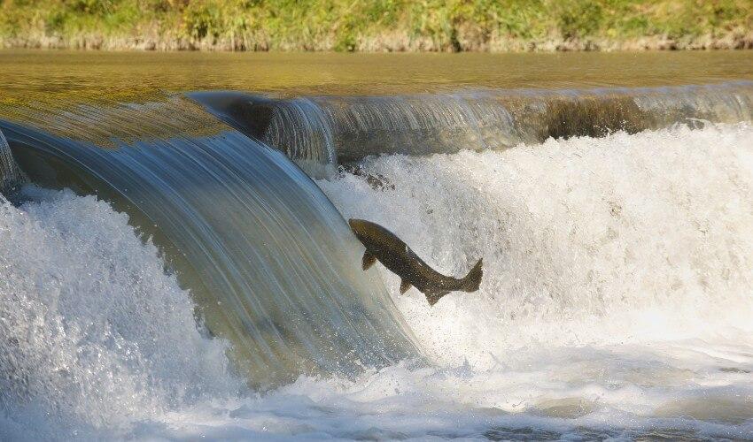 A fish jumping out of a waterfall.