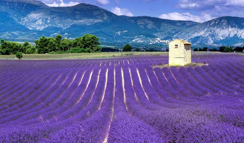 A lavender field with mountains in the background.