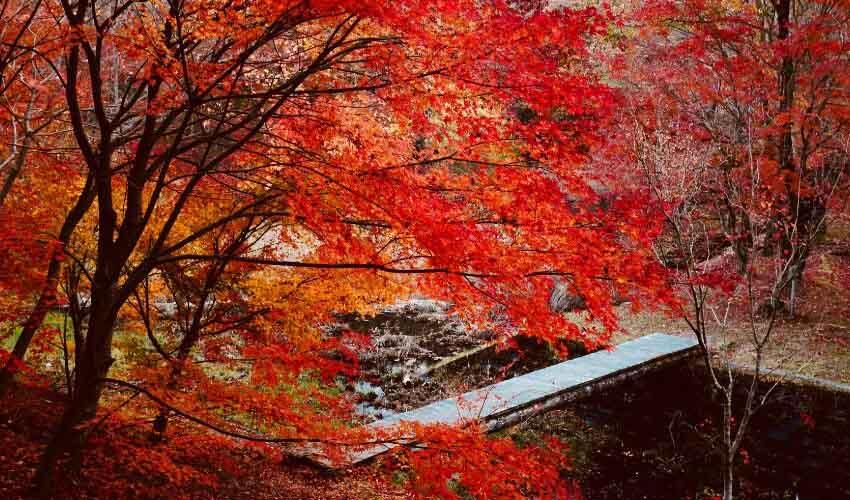 A bridge surrounded by red leaves in a wooded area.