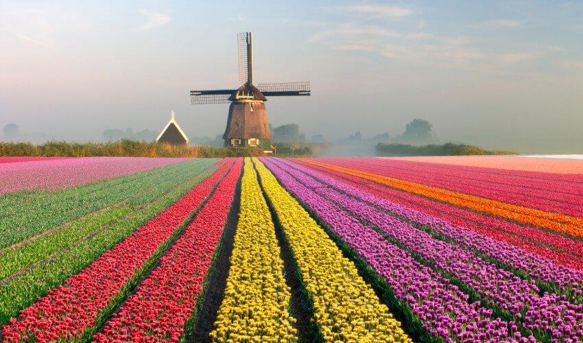 Tulip fields with a windmill in the background.